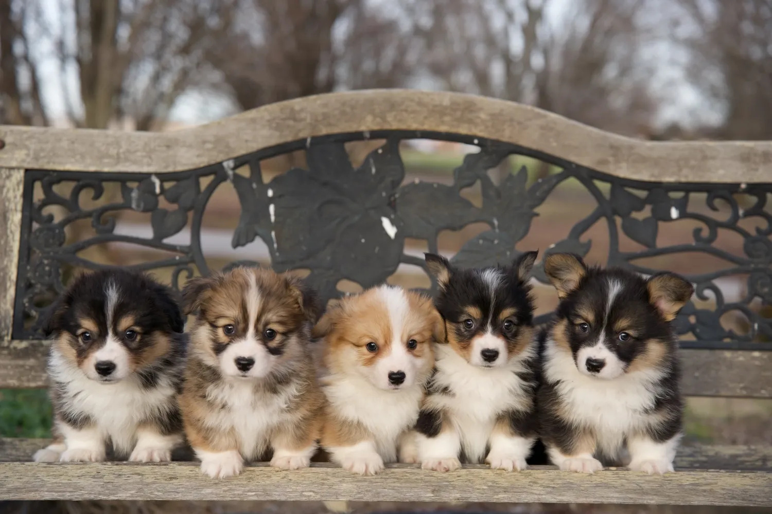 Corgis