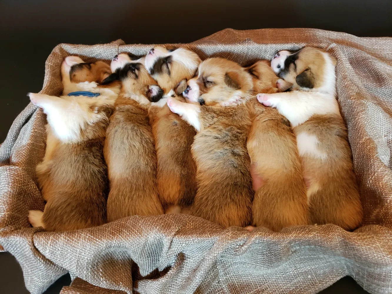 Corgis
