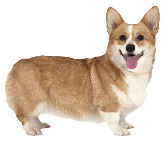 Corgis
