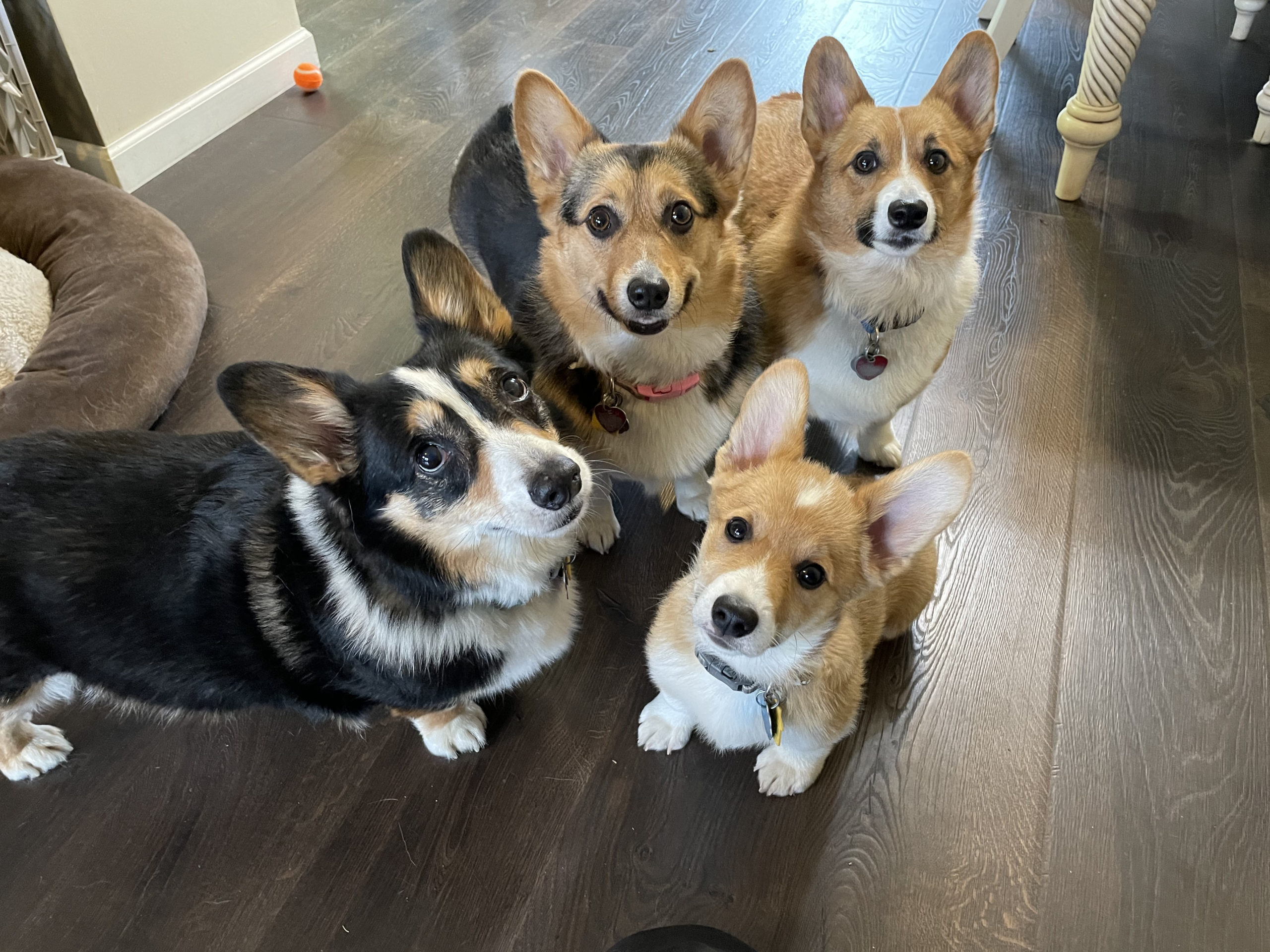 Dogs